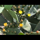 Kakteen in Blüte